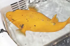 黄金河豚鱼，海水观赏鱼届的土豪鱼！视频封面