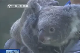 萌翻了！南京一动物园喜迎考拉宝宝，在抱抱中称体重萌态十足视频封面