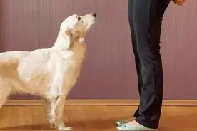 狗狗不会坐？也许是你的训练方法不对哦~图片