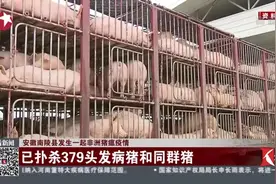 又发猪瘟疫情！安徽发生非洲猪瘟疫情 已扑杀379头发病猪和同群猪视频封面
