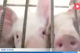 我国发生4起非洲猪瘟疫情！猪肉到底安不安全？视频封面