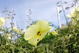金花葵的花做菜，居然鲜美到醉视频封面