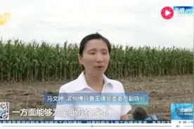 青贮玉米新模式 打响秋收“第一枪” 一亩地多收入200多元！视频封面