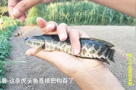 农村池塘钓鱼有惊喜，虎头鱼把鱼钩吞了可咋办？小伙做法真赞！