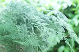 每周轮流浇一次“水”给文竹，黄叶解决掉，还长满盆视频封面