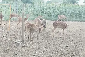 实拍河南农村梅花鹿养殖基地，经济价值到底有多高？说了吓你一跳视频封面