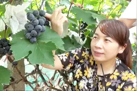 8月吃葡萄季节，美女带你逛农村种植葡萄园，采摘红富士葡萄视频封面