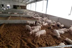 有现场视频：一种漏缝板薄垫料新型发酵床环保养猪新技术视频封面