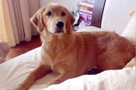 为什么狗狗喜欢睡在主人床上？视频封面