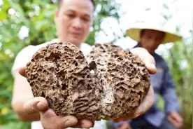 神秘的蚁王蚁后长啥样？义乌捕蚁师带你揭开白蚁王国的奥秘视频封面