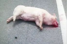 悲剧！高速路上肥猪意外掉落，村民起贪念，为捡肥猪一死两伤视频封面