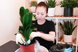 君子兰9月这么换次盆，年前肯定能开花！视频封面
