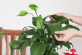 养了许久的白掌不开花？做好这几点，轻松开花还长叶！视频封面