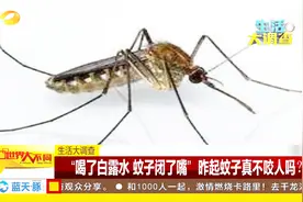 “喝了白露水 蚊子闭了嘴” 白露起蚊子真的不咬人了吗？