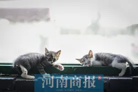郑州男子花40多万为100多只猫咪建了个“天堂”，每只猫都有名字图片