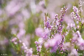 一位女孩用香烟名称写的情书，太有才了！发给朋友乐一乐图片