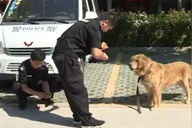 民警代养走失金毛：主人快来，养不起了视频封面