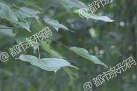 不敢相信！8月空气质量排名 昆明排名下跌 已经跌出全国前20视频封面