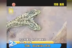 村民家闯入一条特殊的蛇！但它怎么会有两个头？视频封面