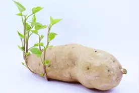 发芽的红薯还能吃吗？看完我就后悔了，赶快告诉家里人！视频封面