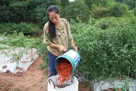 四川人吃辣椒太厉害了，看农村小妹摘这一大筐，能吃多久呢视频封面