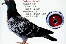 一位养鸽人的经验之谈，养鸽就要识鸽，懂鸽图片