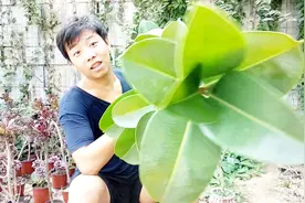 橡皮树叶子软蹋蹋，用这个方法，枝干很快粗壮，叶子又肥又油绿！视频封面