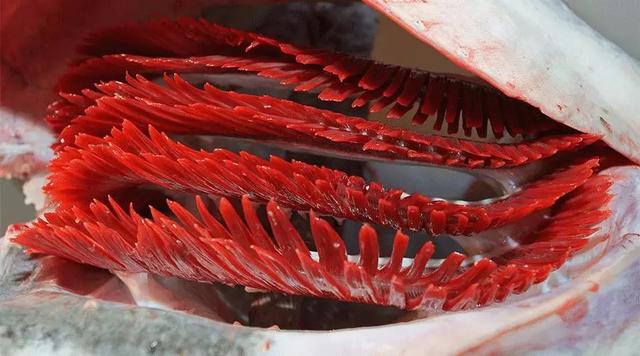 花胶属于高蛋白食物吗 2026年花胶属于高蛋白食物吗为什么