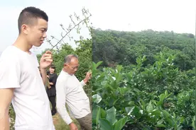 欢子TV创业园落户湖南，冰糖橙为主打产品，首期规模200万斤视频封面