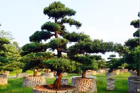为什么种在城市里的松树，从来不结松子呢？今天总算知道了视频封面