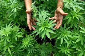 毒圈黑话丨如果身边有人这样讲话，你得当心了！图片