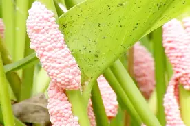 湖区现大量粉红色“毛毛虫”竟是福寿螺入侵，志愿者现场捕杀视频封面