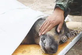 最后一条功勋搜救犬“银虎”去世了 列队送它最后一程视频封面