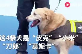 很开心！4条搜爆犬退役“回归家庭” 领养者：光明正大带它回家了视频封面