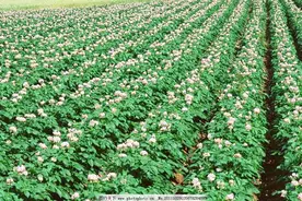 痘痘、黑眼圈、脸部过敏……临床验证拿土豆用这种方法能治愈！视频封面