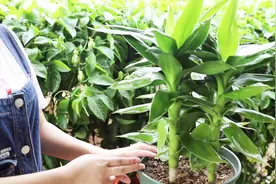 家里养富贵竹，摆放位置很重要，放错了，黄叶没精神视频封面