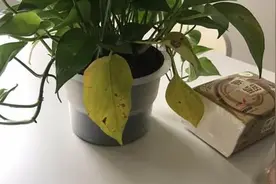 光触媒除甲醛真的有效么？这个日进斗金的市场有点乱图片
