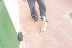 倒霉的猫咪头部卡在了塑料瓶里面，急得哇哇大叫，幸好大叔救了它视频封面