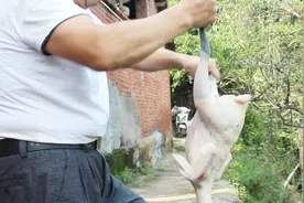 这才是农家土鸡的正宗炖法，这样煲出来的汤，既浓白又营养视频封面