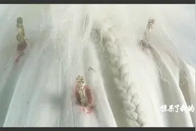 鳌拜被插了九支神龙刺，武功全失，但只要拔出神龙刺就会天下无敌视频封面