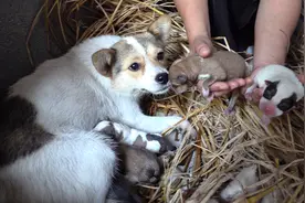 小莉家狗狗第一次生宝宝了，猜猜生了几胞胎呢？太可爱啦视频封面