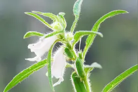 芝麻叶的功效是个宝！家家户户都离不了，不知道真是亏大了视频封面