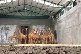 20只非洲长颈鹿落户重庆 即将可爱登场！视频封面