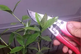 栀子花修剪注意这几个点，造型优美花开满枝很简单视频封面
