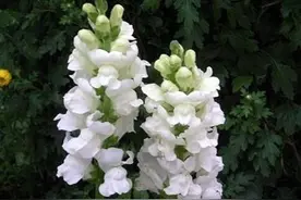 阳台养金鱼草，注意这4点，花开艳丽清香宜人，轻松爆盆图片