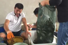 洪泽湖蟹农：相比阳澄湖蟹我们物美价廉视频封面