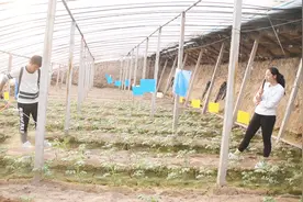 这个男孩种地太懒，霸道姐只用一招，看以后还敢不敢再懒视频封面