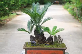 铁树该如何养护？教你几招，快速生长爆盆，枝繁叶茂，四季常青视频封面