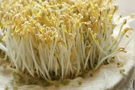 在家发豆芽 方法简单靠谱 三个要点 一次成功视频封面