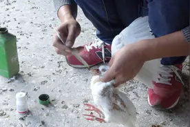 鸽子拉肚子不吃食物，看养殖小哥如何治疗鸽子！视频封面